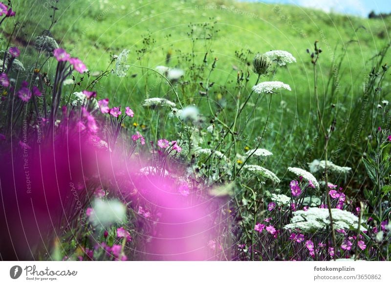 pink purple white meadow flowers Blossoming bleed Blur Meadow blossom Love of nature Summer field flora Flowers Field flowers come into bloom Delicate