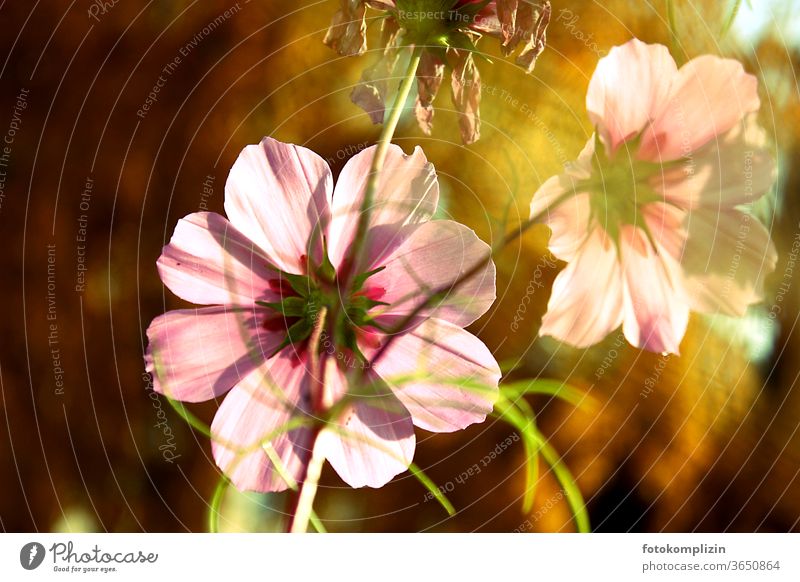 pink Cosmea flowers in the golden autumn light bleed late summer Blossoming Love of nature Blossom leave Garden plants Indian Summer Blur Shallow depth of field
