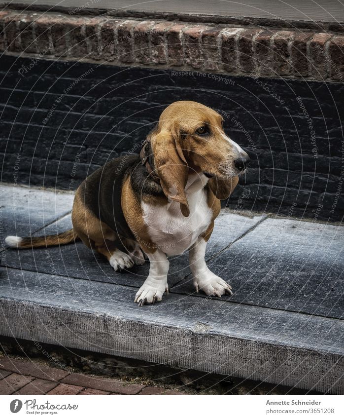 Basset basset Pet Exterior shot Animal portrait Brown Dog Cute Friendship Sidewalks City dog