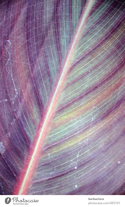 Plant | Canna with leaf valleys Leaf Pot plant Exotic Worm threadworm Line Stripe Diagonal Growth Esthetic Elegant Multicoloured Violet Colour Nature Senses