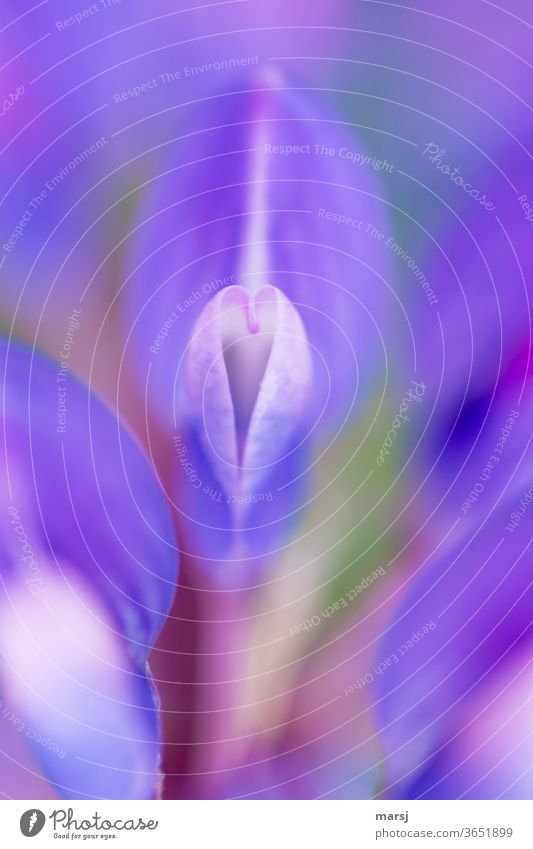 Heart-shaped flower part of the lupine heart-shaped petals Lupin Lupin blossom Violet Nature Love of nature Plant Colour photo bleed Shallow depth of field