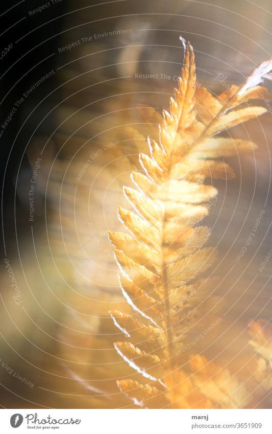 Golden fern with wipe effect Fern Plant Autumnal colours Colour photo Dreamily Smear X-rayed Nature Resolve Exceptional Illuminate Exterior shot Experimental