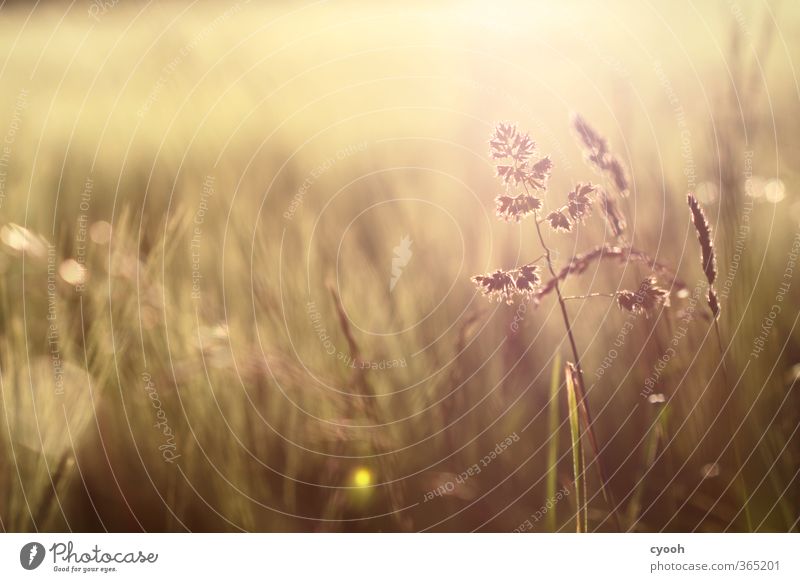 Summer Warmth II Nature Beautiful weather Drought Plant Grass Wild plant Meadow Field Touch Blossoming To enjoy Illuminate Faded To dry up Growth Hot Bright