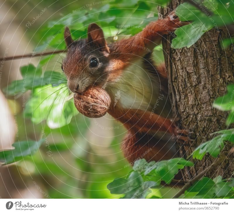 Squirrel with nut in mouth sciurus vulgaris Head Muzzle Eyes Paw Claw Animal face Pelt tree Tree trunk To feed To hold on Curiosity Observe Nose Ear Wild animal