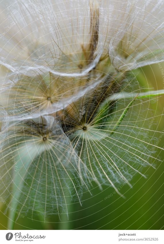 fragile, transparent structure of the dandelion Summer Easy bleed Wild plant Ease Structures and shapes Delicate Detail flowers Sámen natural flying seeds
