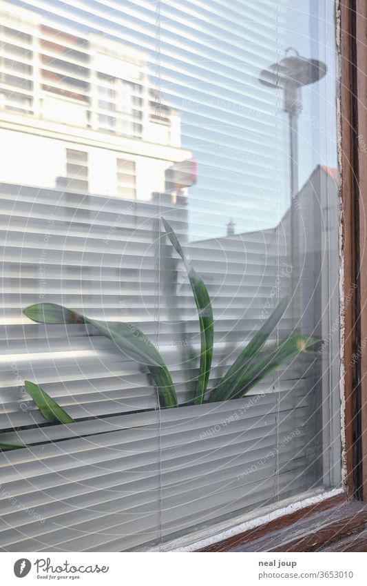 Houseplant squeezes through blinds Window Venetian blinds Freedom captivity Living or residing Boredom outlook neighbourhood Contrast square everyday life