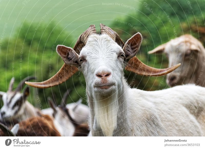 Goat on a pasture looks directly into the camera goat Buck chief leader sovereign Obstinate portrait Funny wild animals Herd Nature Wild horns Farm mountain