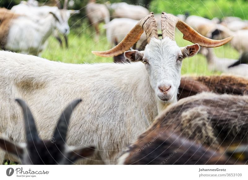 Goat on a pasture looks directly into the camera goat Buck sovereign Obstinate portrait Funny wild animals Herd Sweet Nature Wild horns Brown Farm mountain Pelt