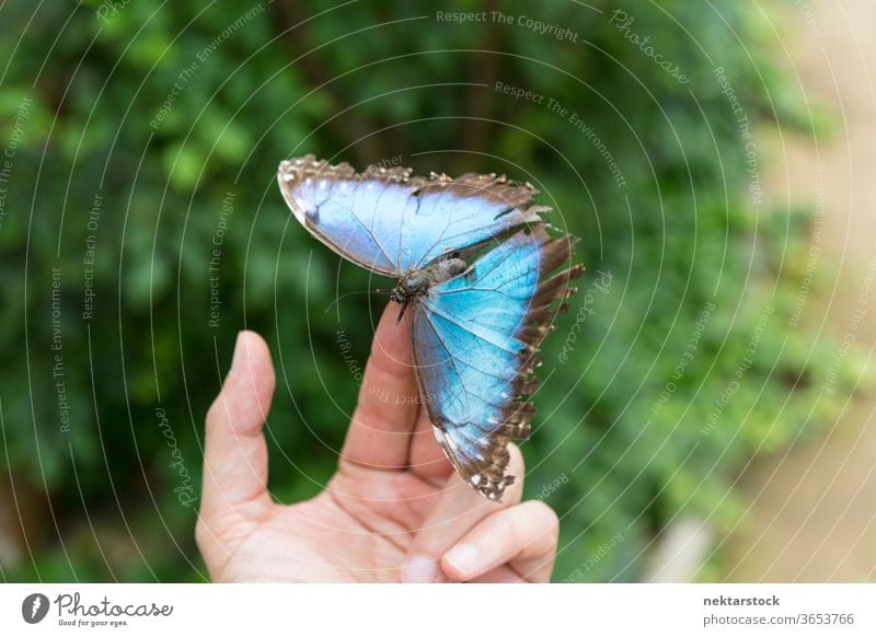 Blue butterfly on the fingertips. Close up. hand fingers shallow depth of field close up holding unrecognizable person human body part animal insect blue