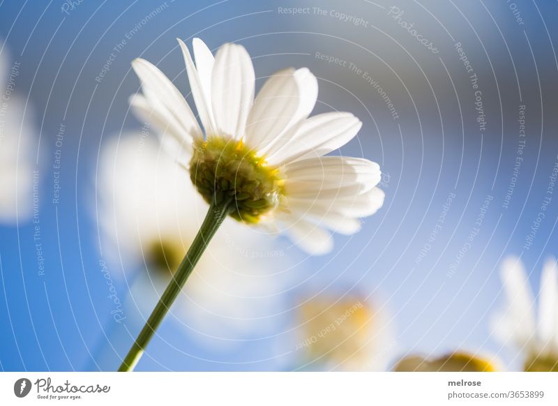 Margarite in sunlight Summer Summery Blue sky margarite White Yellow Flower meadow flowers flower stem Blossoming Sunlight Style Design Nature Beautiful weather