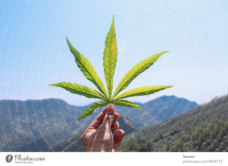 Human hand holding a Cannabis Leaf in front of a beautiful view of mountains. cannabis leaf medicine marijuana weed summer drug hemp travel spring
