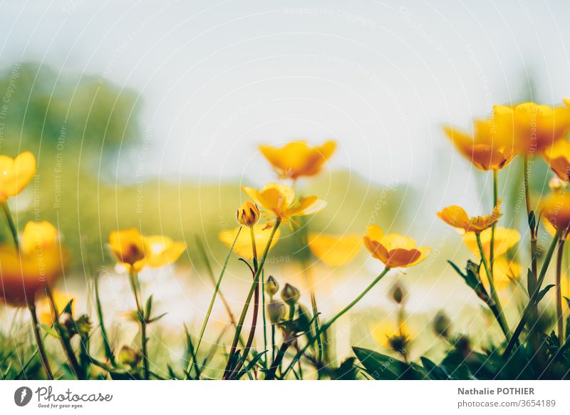 Buttercups in the fields buttercups flower flowers Flower meadow Yellow Close-up Nature Meadow Colour photo Meadow flower Exterior shot Spring Blossoming Grass