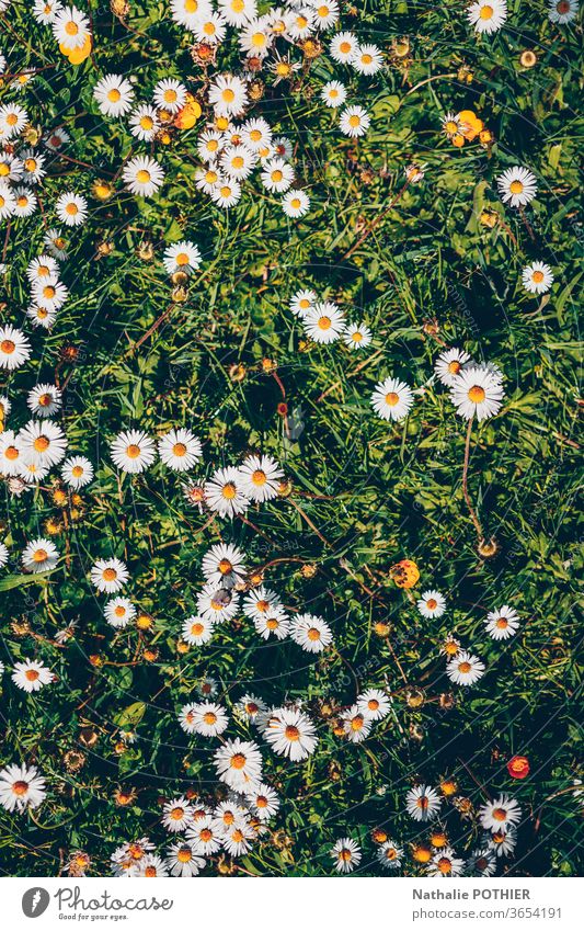 Daisies in the grass, flatlay daisies flat lay Nature Flower Green Colour Floral Flower meadow Natural flowers Spring spring Meadow Summer Blossoming Garden