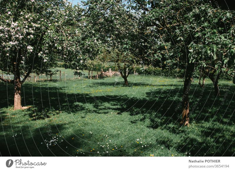 Orchard with fruit trees in the country orchard grass Fruit trees Exterior shot Nature Colour photo Summer Green Garden Fruit garden Harvest Spring shadows