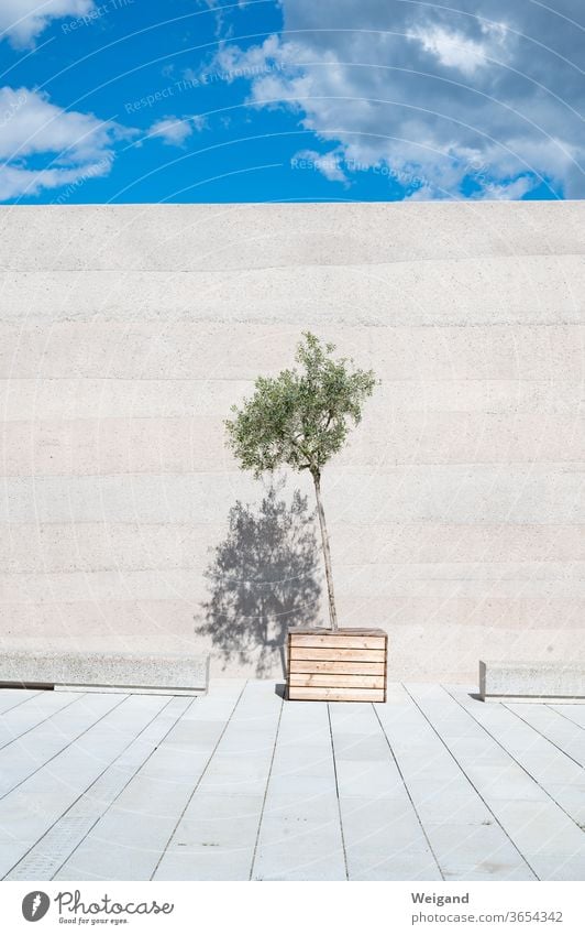 Olive tree in front of wall Wall (barrier) Sky Modern Puristic Esthetic Plant Architecture Concrete Concrete wall green Summer Deserted Facade