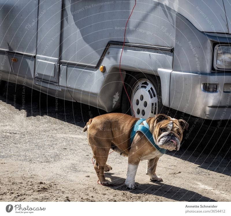 English Bulldog in front of camper Dog Cute Exterior shot Animal portrait French Bulldog Animal face Happiness Mobile home voyage