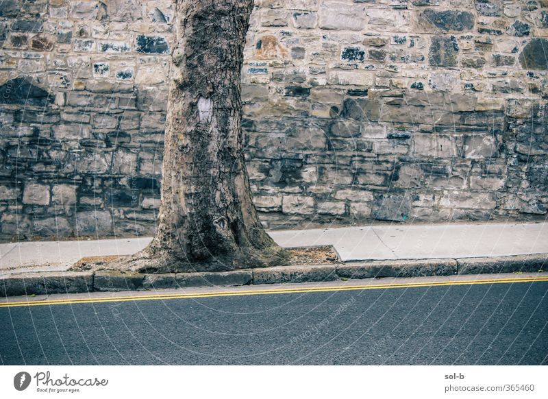 cnoc Nature Tree Wall (barrier) Wall (building) Transport Street Old Clean Gray Tree trunk Road marking Yellow Line Hill Slope Brick Brick wall Town