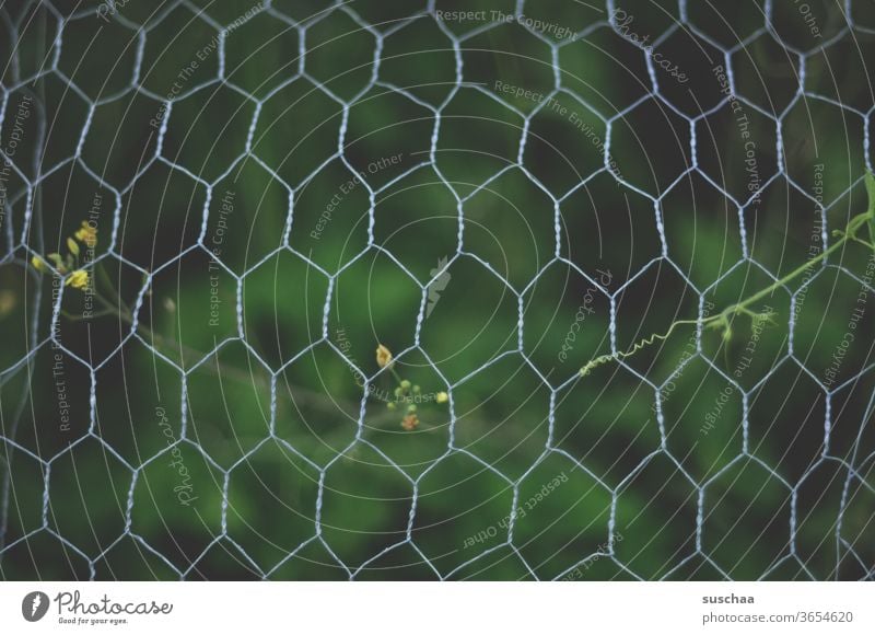 wire-mesh fence, green and blurred flowers behind it ... Wire netting fence Hexagonal braid Wire mesh Wire fence Garden Rabbit grid rabbit wire Protection