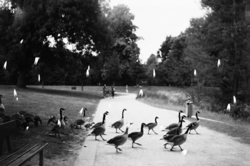 Birds crossing the road in the park in candles Double exposure Black & white photo Film 35mm Analog 35mm film film photography analog photography birds Crossing