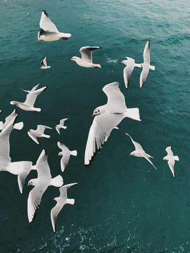 Seagulls above the sea birds seagull Flying water ocean Gull birds Freedom nature Exterior shot colour photo Wild animal together friends flight run troop flock