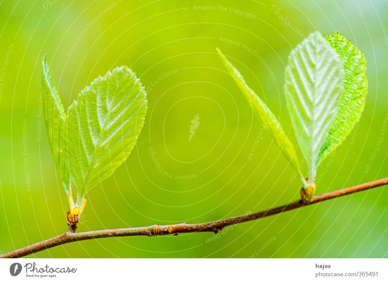 Tree bud Plant Spring Leaf Forest Growth Green Impulsion sprout Instinct shot youthful drift drive sb./sth. Deciduous tree May Colour photo Exterior shot