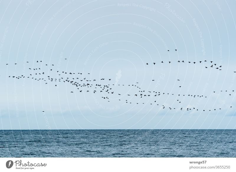 Flock of birds over the Baltic Sea Sky Blue sky Flying boundless Horizon Ocean Water Waves Exterior shot Deserted Colour photo Nature Day Animal Copy Space top