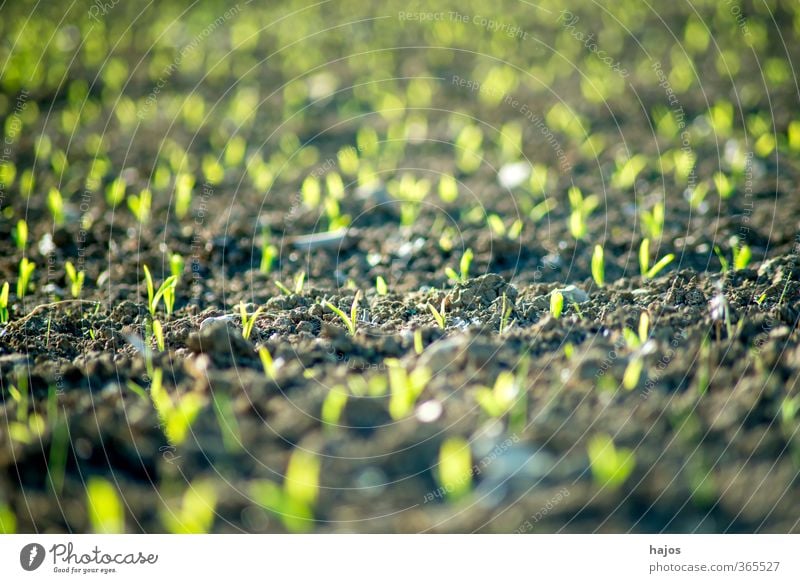 Maize field with young plants Food Grain Agriculture Forestry Plant Spring Field Green Plantlet Sapling extension series Background picture blurred Zea mays