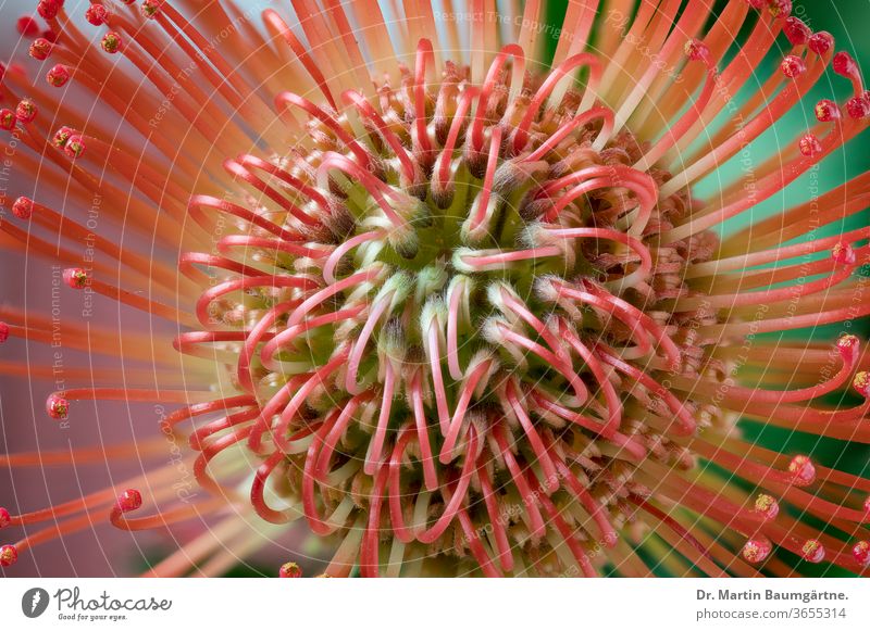 Flowerhead of Leucospermum cordifolium, styles and pollen-presenters flower nodding pincushion Protaceae plant red South African