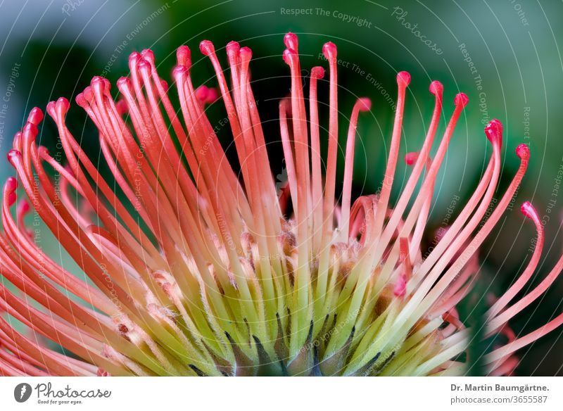 Flowerhead of Leucospermum cordifolium from below, styles and pollen-presenters flower nodding pincushion Protaceae plant red South African