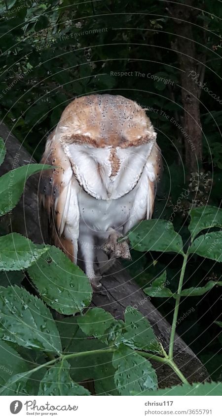 Young barn owl sitting in the rain, waiting for the parents and food birdwatching Owl birds Barn owl Nature young animal Bird of prey Colour photo Wild animal