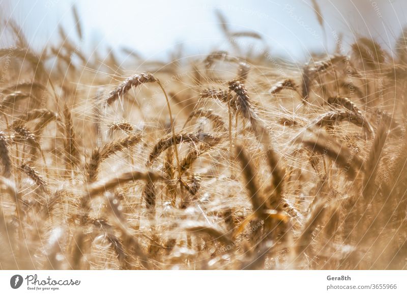 spikelets of wheat on the field close up agriculture arm autumn backdrop background blue botany bowery bright brown closeup color crop day farm flora framework