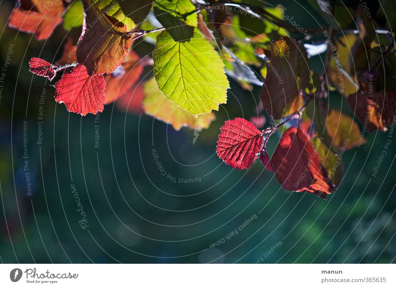 fluorescent colours Nature Spring Autumn Tree Leaf Twigs and branches Hazelnut leaf Illuminate Natural Multicoloured Green Red Colour photo Exterior shot