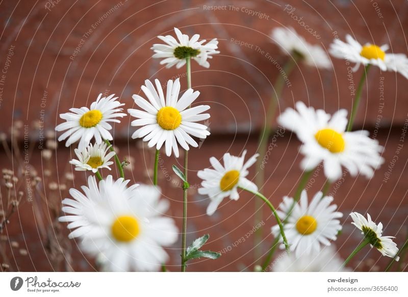 Daisies in front of wooden hut Daisy flowers Summer spring White Blossom leave Nature Plant Floral background Garden Daisy Family Fresh bleed romantic already
