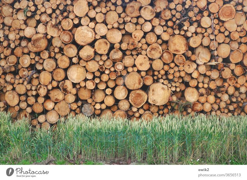 Resting mass tree trunks wood Many stacked Stack Tall Heavy disparate Deserted Colour photo Exterior shot Day Detail Nature Stack of wood Environment Rough