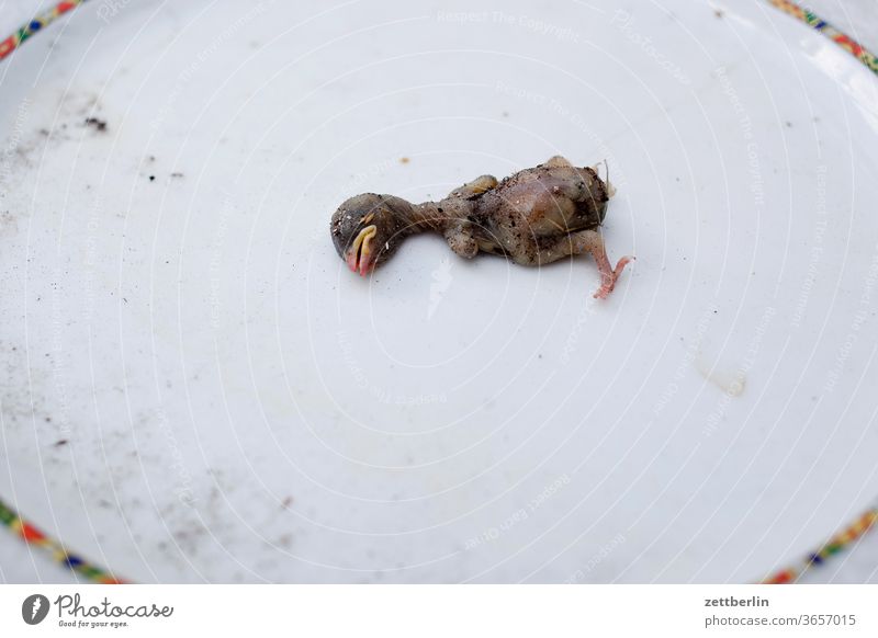 Dead little bird Lie Naked Isolated Image Nature Extinct Environmental protection extinction Crash misfortune dropped out of the nest nidifugous young animal