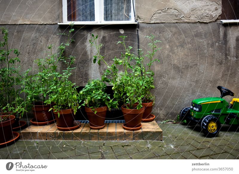 Tomato plantation with heavy technology tomato plant Old building Tractor on the outside Facade Window holidays Garden House (Residential Structure)