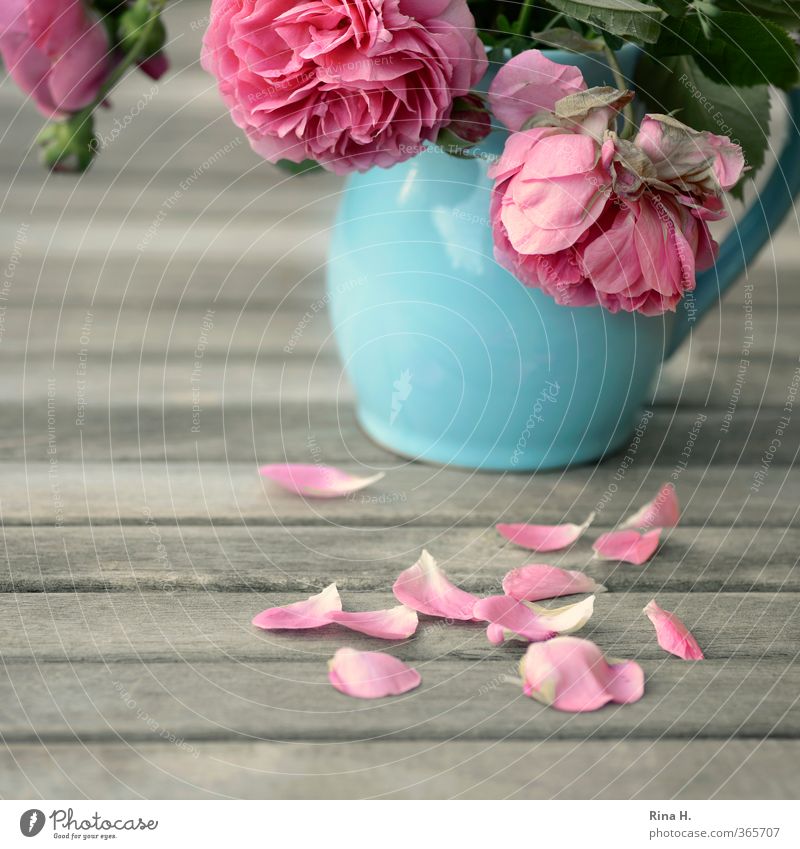 misdemeanor Summer Rose Blossoming Faded Blue Pink Pain Grief Sadness Transience Still Life Vase Garden table Rose leaves Colour photo Exterior shot Deserted