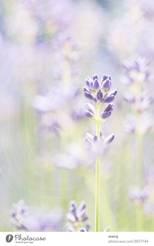 Fragrant light lavender image in pastel shades - a Royalty Free Stock Photo  from Photocase