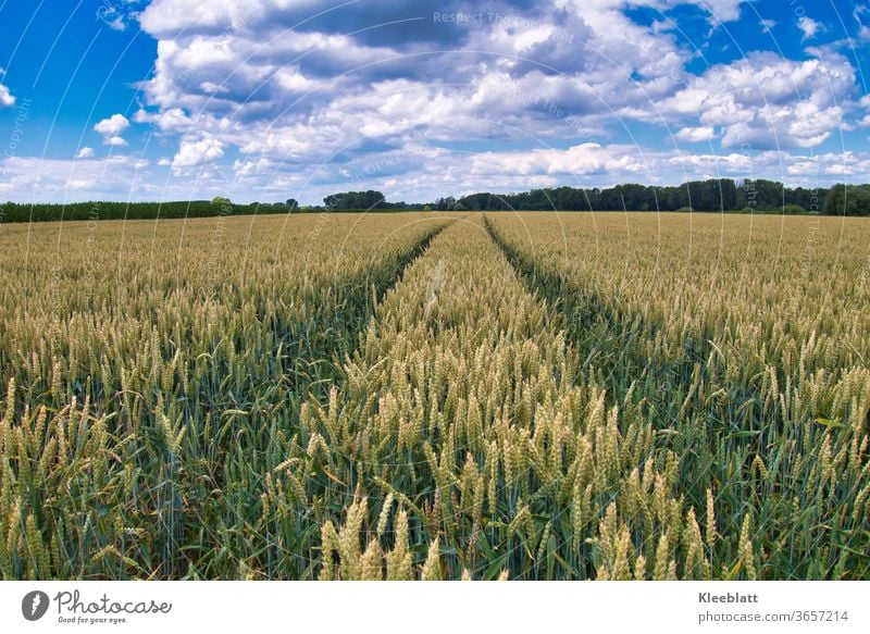 Lane in a cornfield with blue and white sky Wheatfield Agriculture Organic farming Exterior shot Field Deserted Grain Summer Nature Agricultural crop