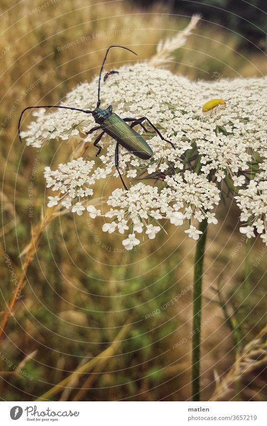 musk deer Musk beetle Manly umbel hogweed Meadow Sulphur beetle flora fauna Summer Deserted mobile