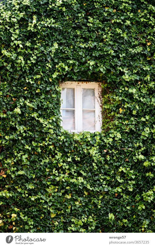 Small white window in the middle of a house gable covered with ivy Window Window transom and mullion House (Residential Structure) Colour photo Exterior shot
