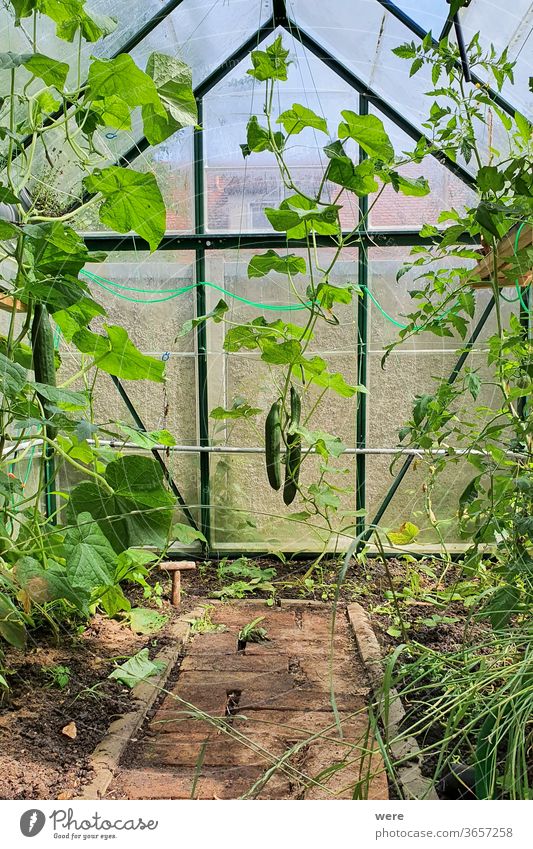 Cucumbers in the Small Greenhouse Allotment garden Biological Own production copy space food fruit gardening healthy house garden leisure gardener lettuce