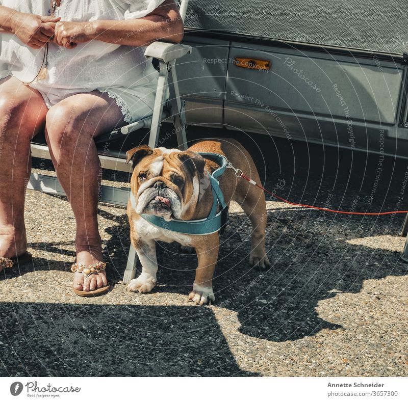 Camping with dog Dog English Bulldog Mobile home Leisure and hobbies Vacation & Travel Wanderlust Trip Friendship Adventure Lifestyle