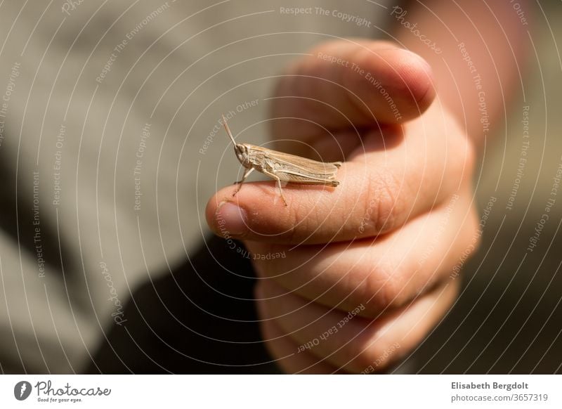 Little boy with a little grasshopper on his finger Locust Fingers by hand Child little boy Nature animals Summer
