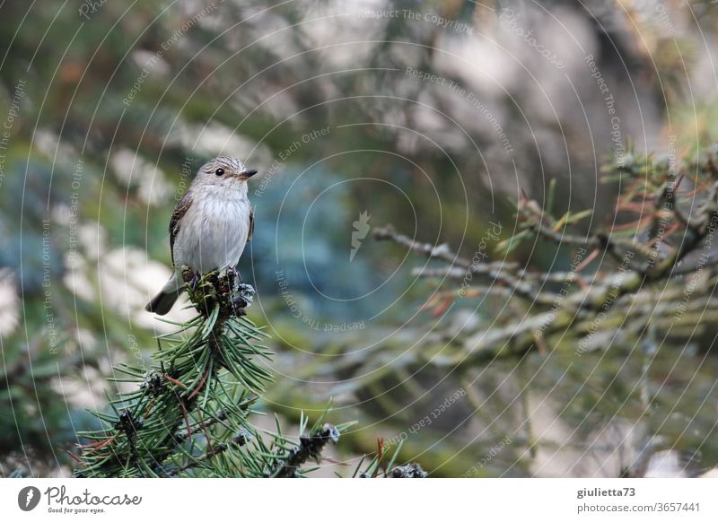 Spotted Flycatcher Portrait tree Crouch Free Ornithology Domestic Curiosity Wild animal Garden Half-profile Plumed luck Looking Looking into the camera