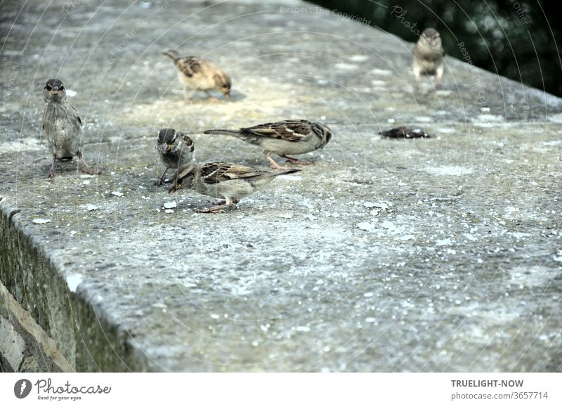 Behold the birds of the air: they do not sow or reap... Six sparrows on a wall pecking bread crumbs and one of them has discovered the photographer Sparrows
