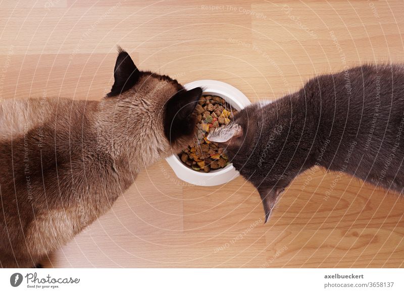 cats with feeding bowl dry food kibble eat eating hungry kitten kitty pet domestic house cat feline meal fodder animal devour two above top high angle view