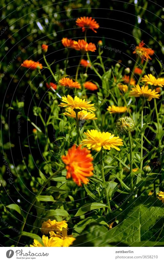 calendula officinalis Evening flash flowers blossom bleed conceit Relaxation holidays Garden allotment Garden allotments Deserted Nature Plant tranquillity
