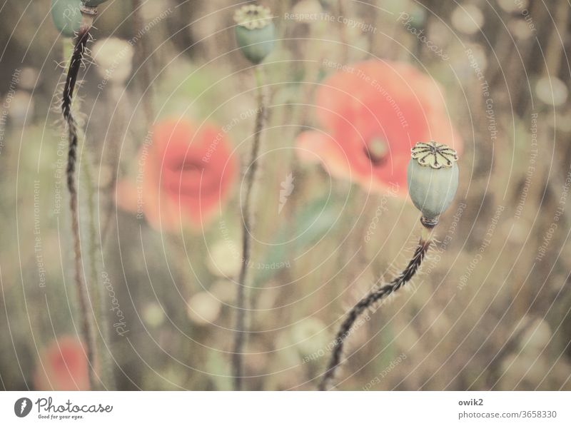 Fading Memory flora Nature Colour photo Red bleed Blossoming Meadow Poppy blossom spring out Exterior shot Copy Space top move Fragrance Shallow depth of field