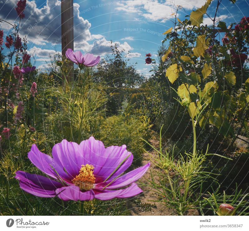 Sample flower Cosmea flowers bleed Blossoming Summer Deserted Bright Colours luminescent Exterior shot Shallow depth of field Plant Nature Close-up Detail
